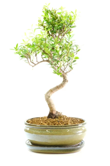 Gorgeous flowering Roseapple myrtle bonsai tree