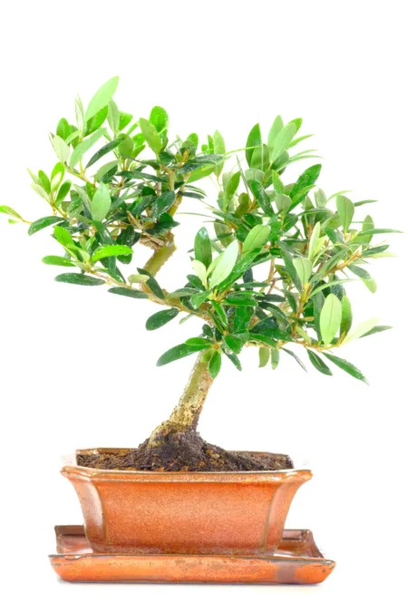 Adorable Dwarf Olea europaea Olive Bonsai Tree – 26cm Premium Indoor Specimen