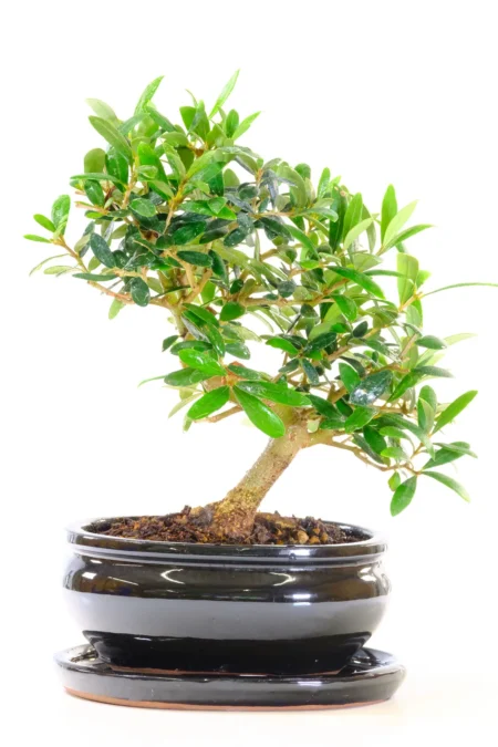 Exquisite 9-Year-Old Olive Bonsai Plant | Symbol of Peace, Friendship and Mediterranean Charm