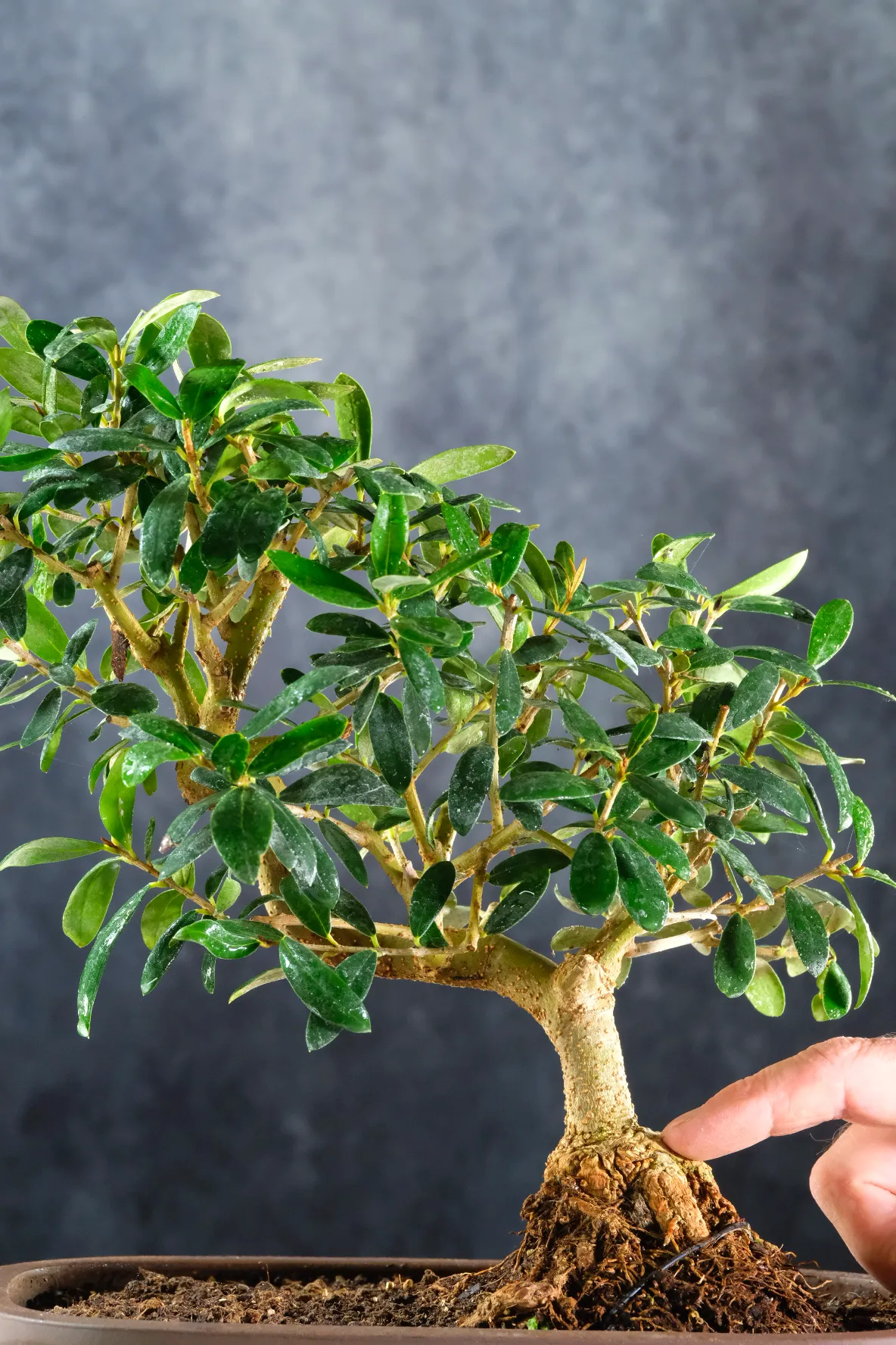 Serpentine trunk flow of this awesome olive bonsai in earthy brown pot