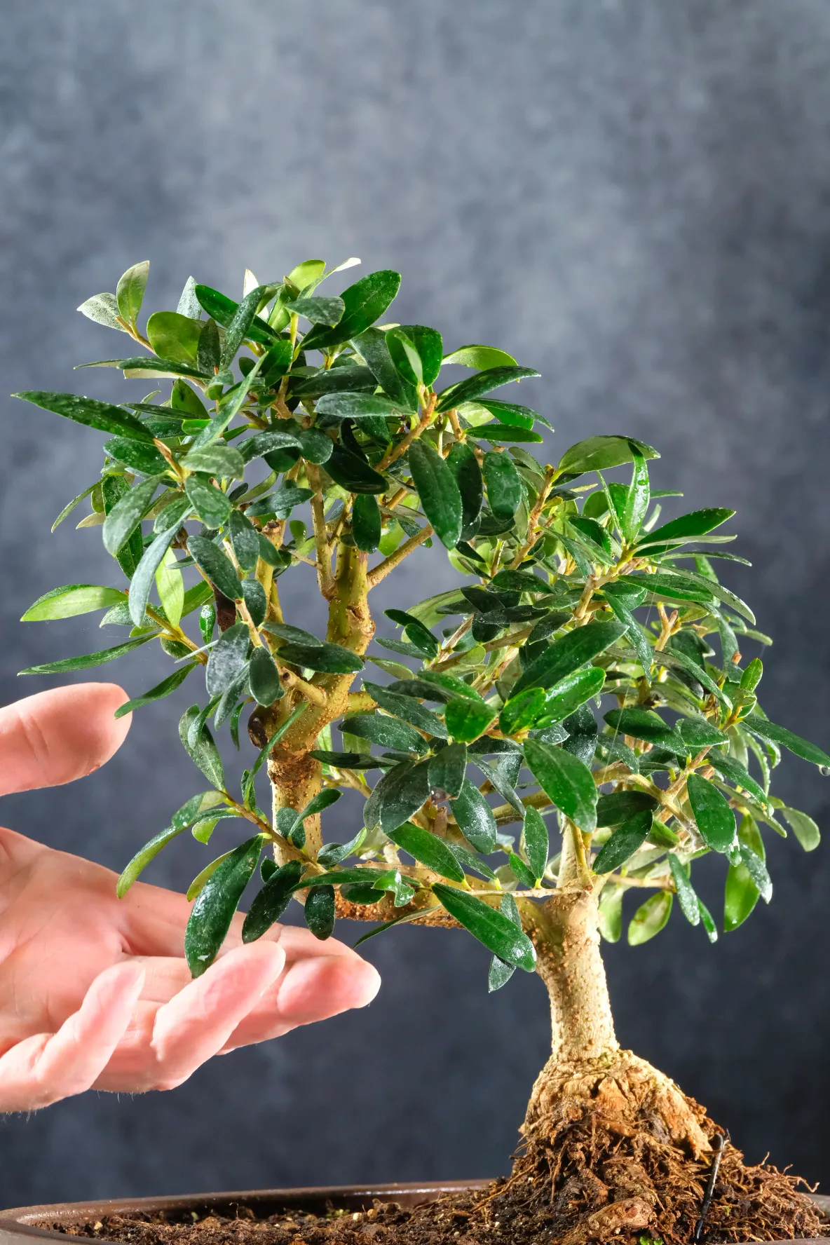 Olive Bonsai tree for sale - Olea europaea