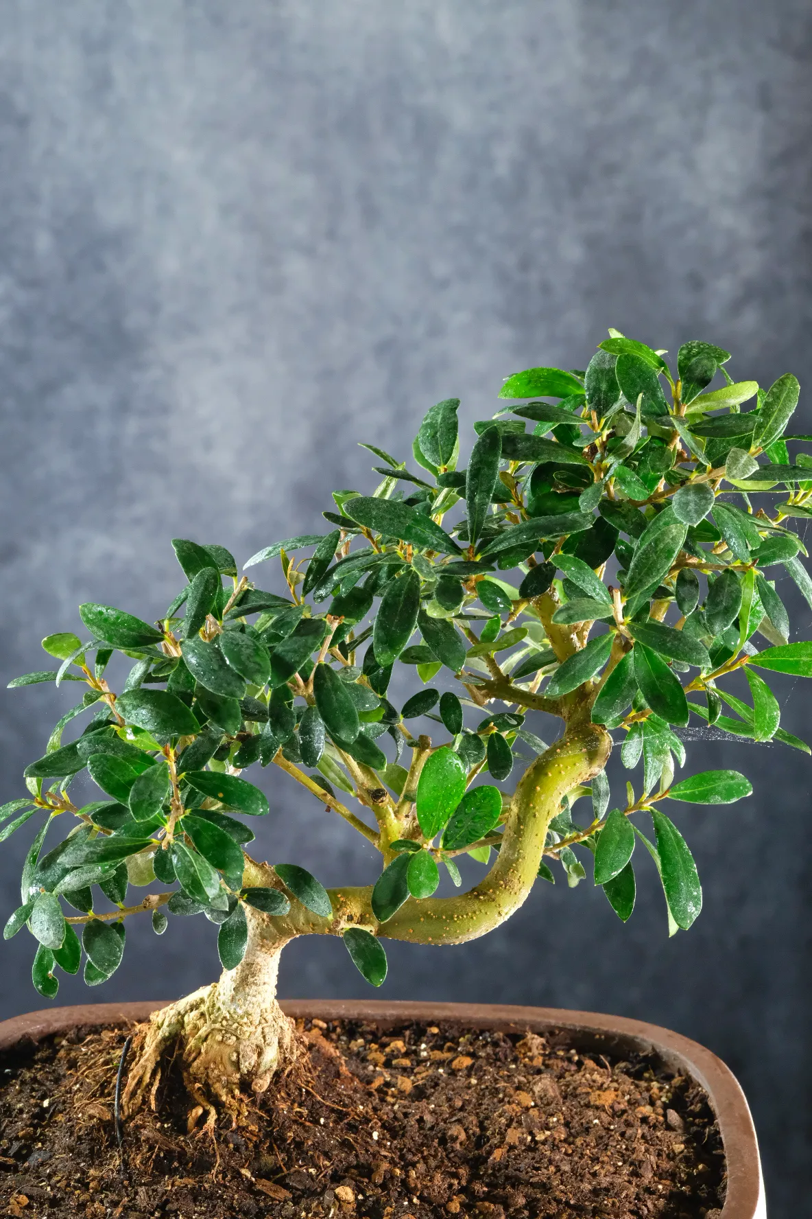 Mediterranean Olive Bonsai Tree | 15 Years Old | Memories of Tuscany