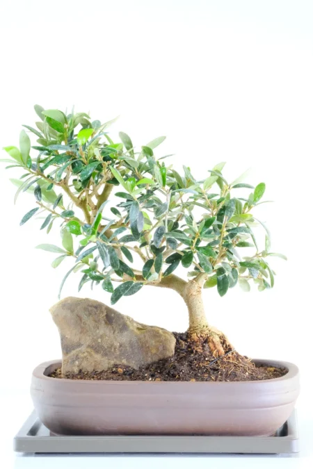 15-Year-Old Olive Bonsai Tree | Softly Twisting Trunk and Mediterranean Elegance