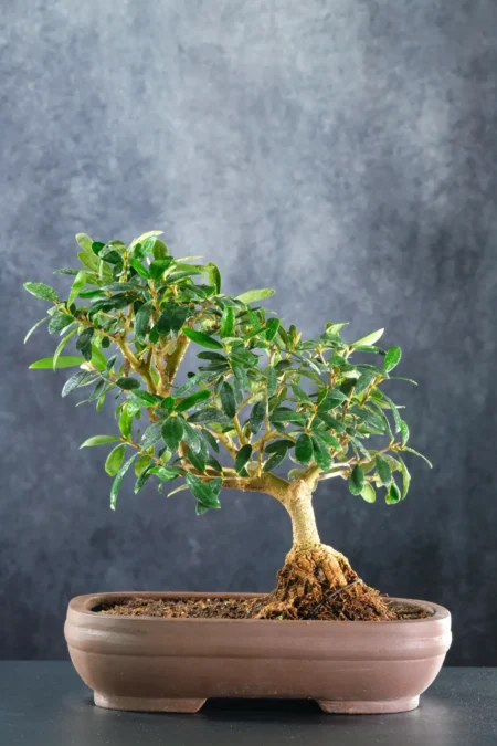 15-Year-Old Olive Bonsai Tree | Softly Twisting Trunk and Mediterranean Elegance