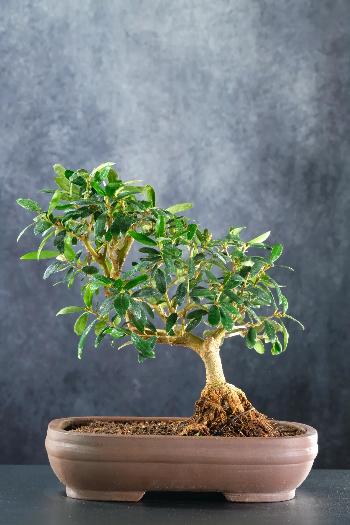 15-Year-Old Olive Bonsai Tree | Softly Twisting Trunk and Mediterranean Elegance