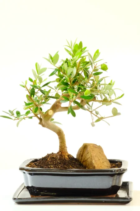 Exquisite Dwarf Olive Bonsai Tree for Sale - Growing Miniature Fruits