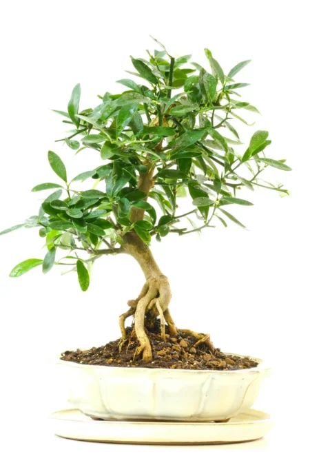 Fruiting and Flowering Orange Blossom Bonsai Tree | Citrus kinzu / Chinese Mandarin