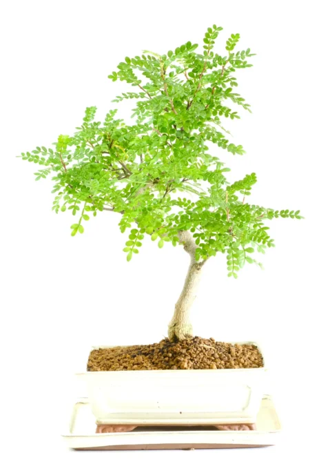 Gorgeous pepper bonsai tree