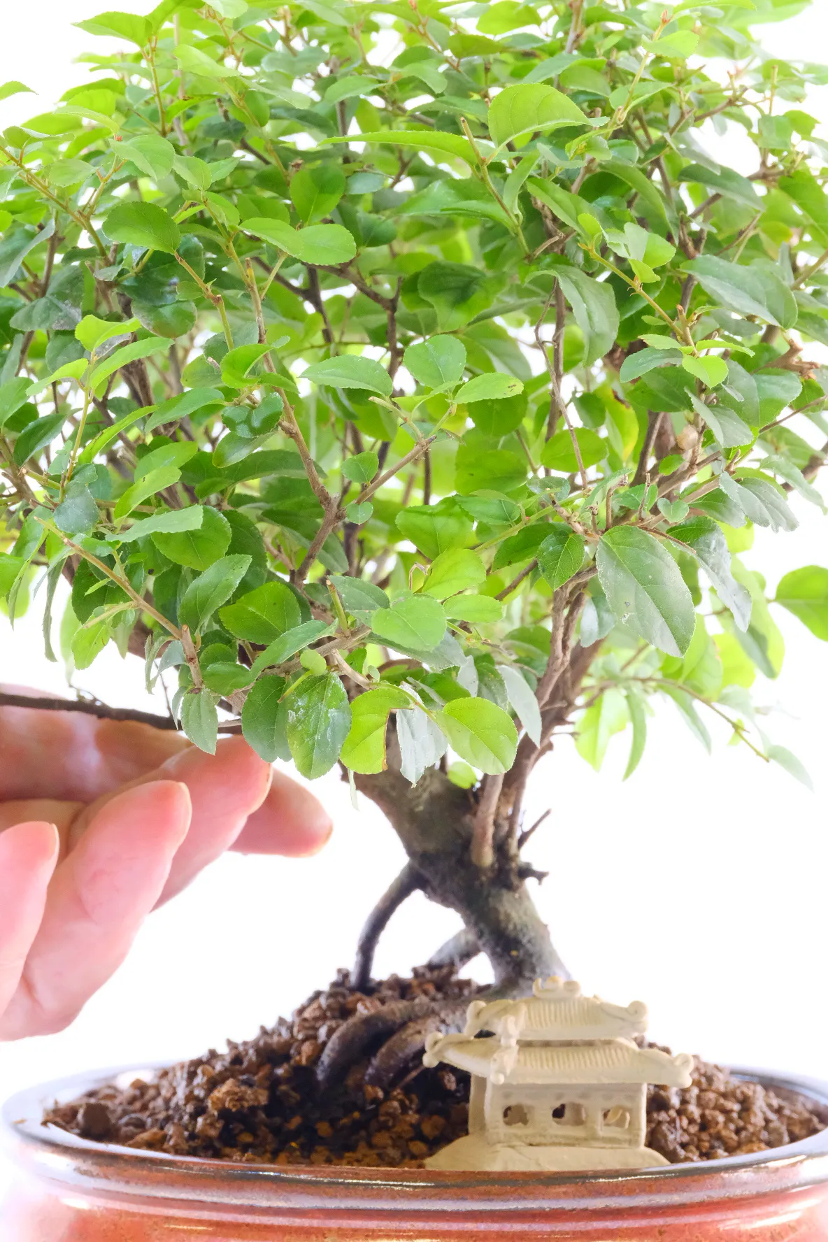 Dwarf Sageretia bonsai tree for sale with oriental temple