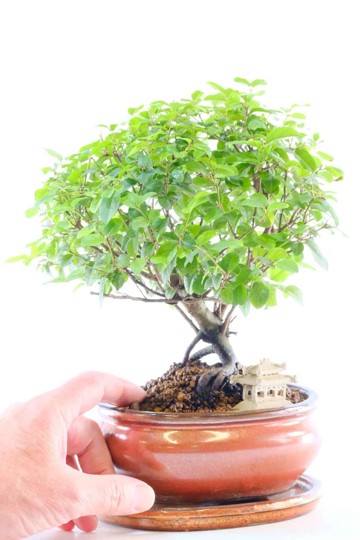 Fruiting Indoor Dwarf Bonsai Garden with Vibrant Foliage Canopy