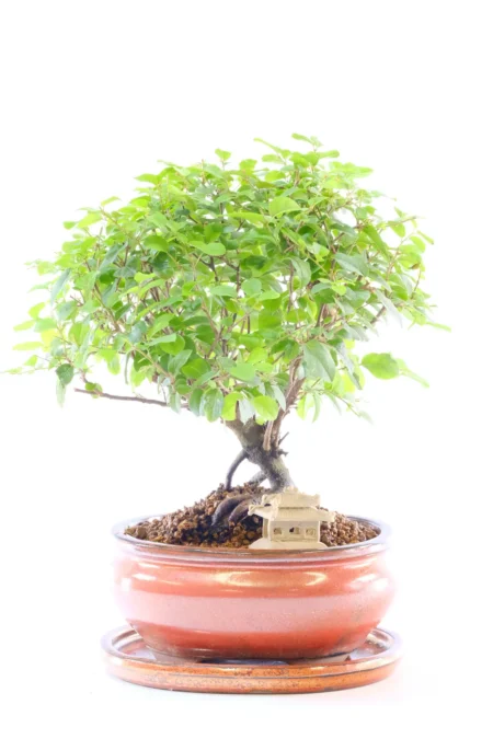 Nostalgic Chinese Sweet Plum Bonsai with Oriental Temple