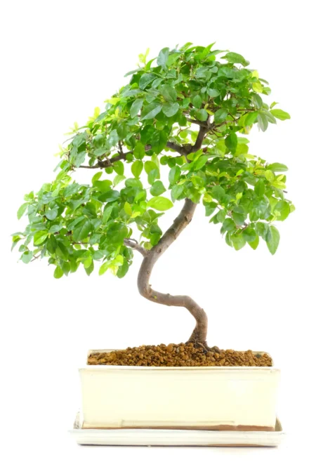 Exquisite Fruiting Chinese Sweet Plum Beginners Indoor Bonsai Tree with Lovely Styling