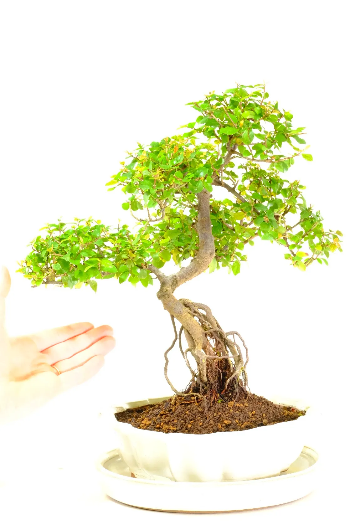 High quality sageretia bonsai tree for sale