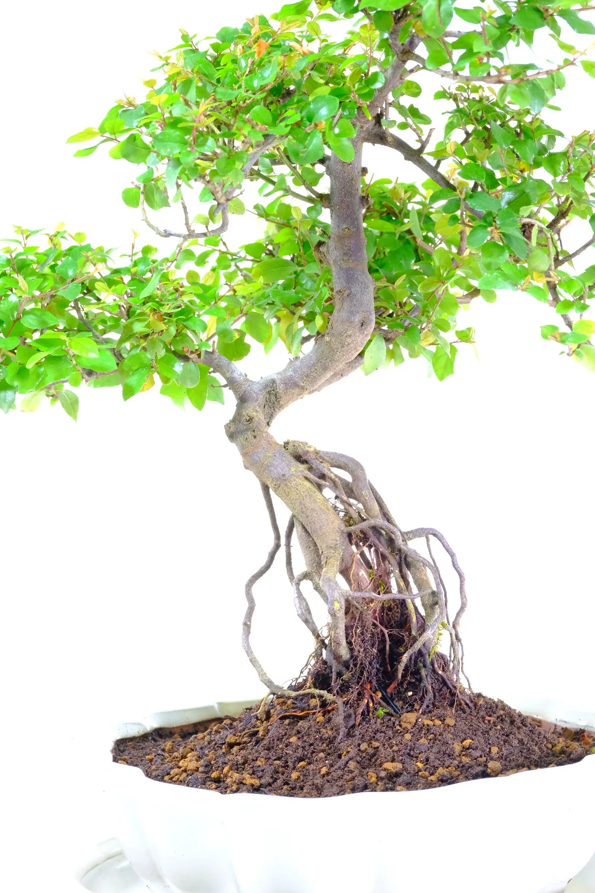 A Beautiful Chinese Sweet Plum Bonsai