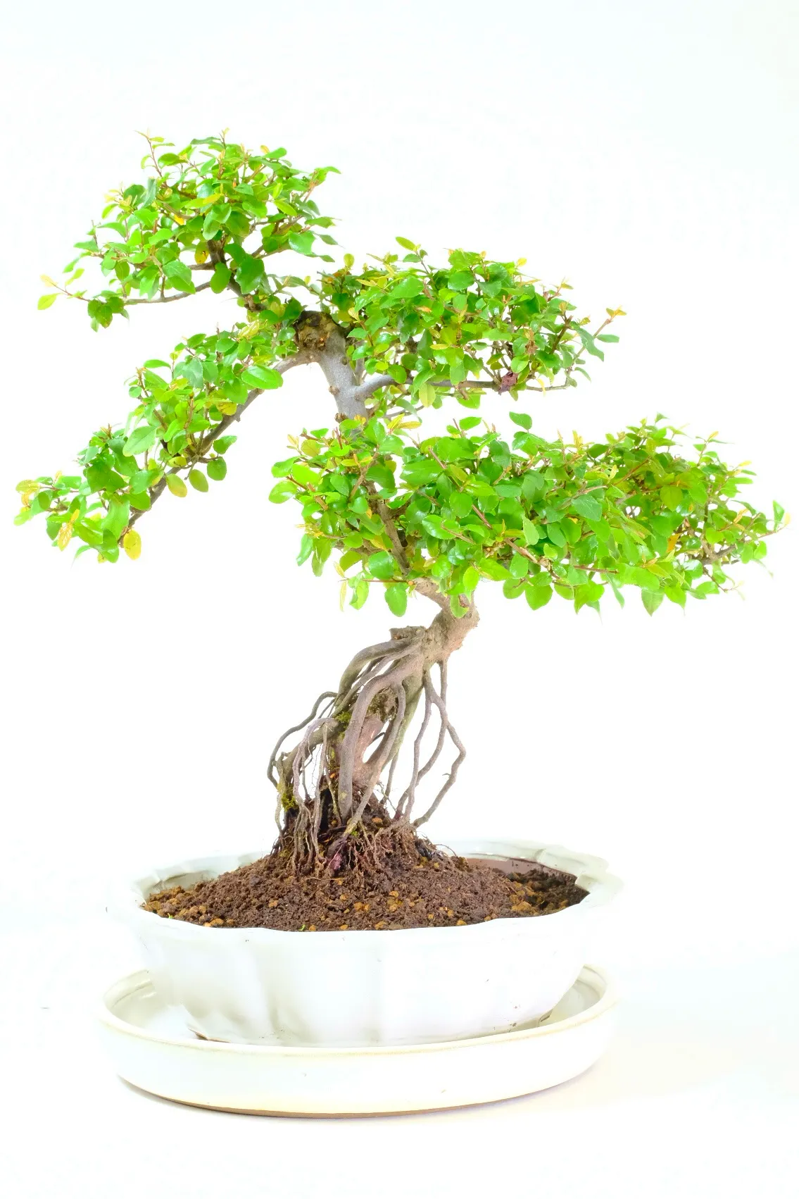 Sageretia Bonsai for Sale – Supreme Styled Fruiting Chinese Sweet Plum (Premium Range)