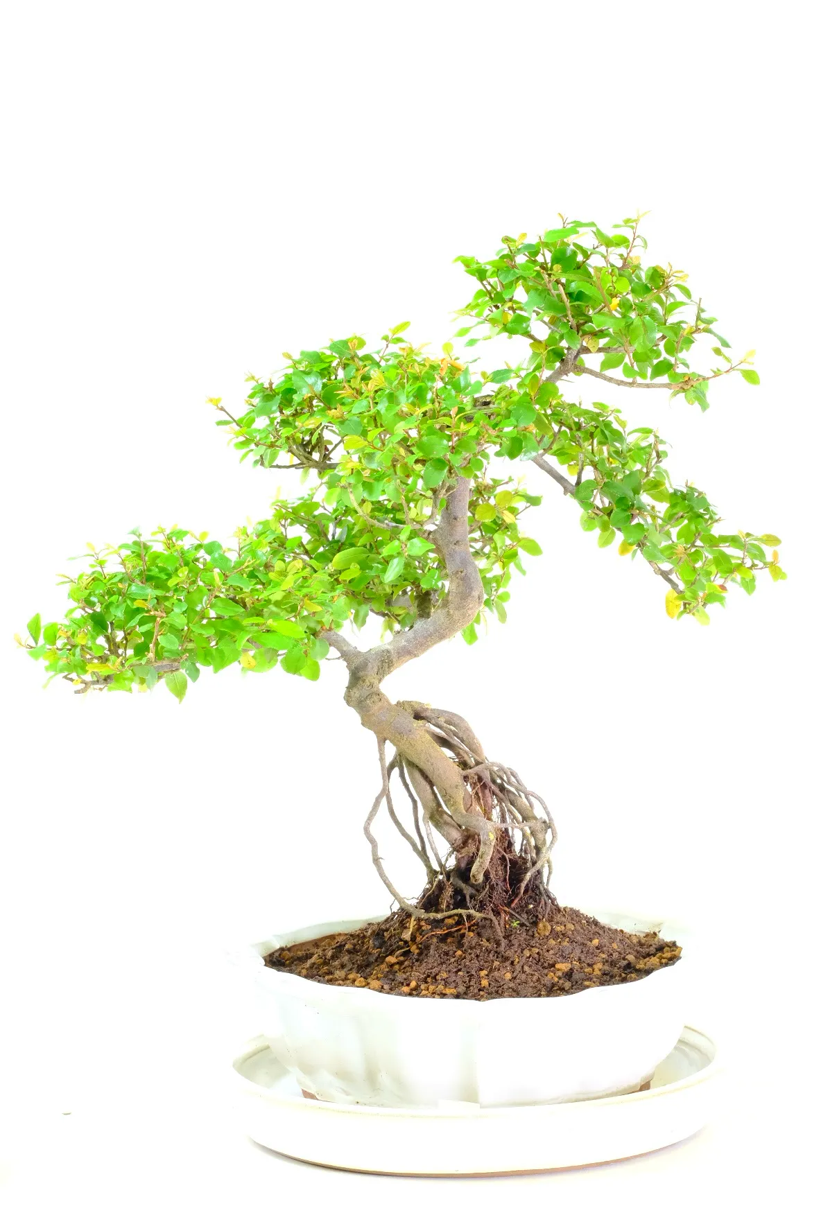 Supreme Styled Beginners Indoor Fruiting Sweet Plum Bonsai | Beautiful Movement & Root Flare