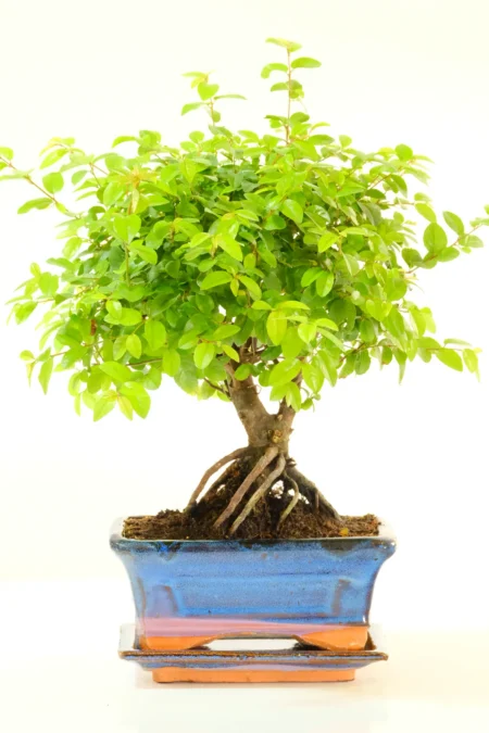 8-Year-Old Sageretia theezans (Chinese Sweet Plum) Bonsai Tree