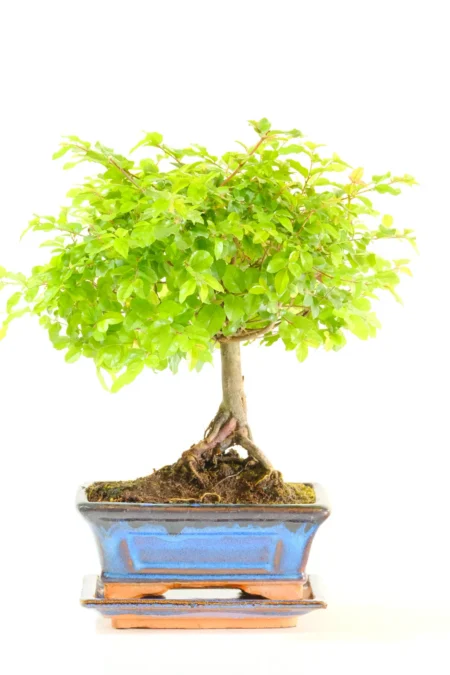 Woodland-Style Fruiting Chinese Sweet Plum Indoor Bonsai Tree with Multi-Toned Canopy