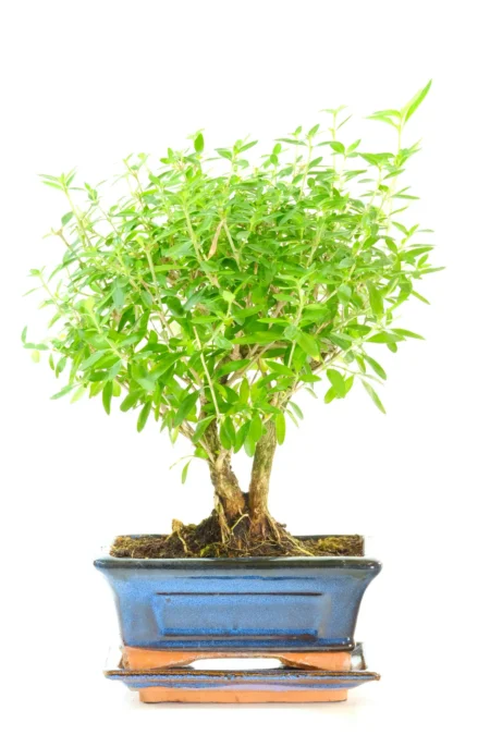 8-Year-Old Twin Trunk Serissa foetida Bonsai Tree (Tree of a Thousand Stars)