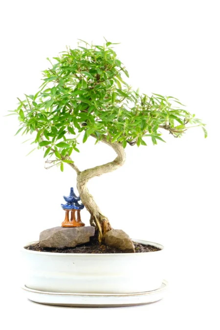 Twisting Serissa foetida Bonsai Tree (Tree of a Thousand Stars)