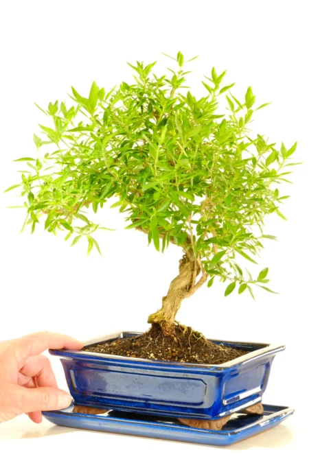 White flowering Serissa bonsai for sale - Premium quality