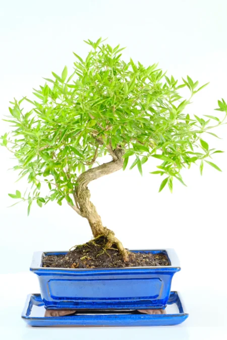 15-Year-Old Premium Serissa foetida Bonsai Tree (Tree of a Thousand Stars)