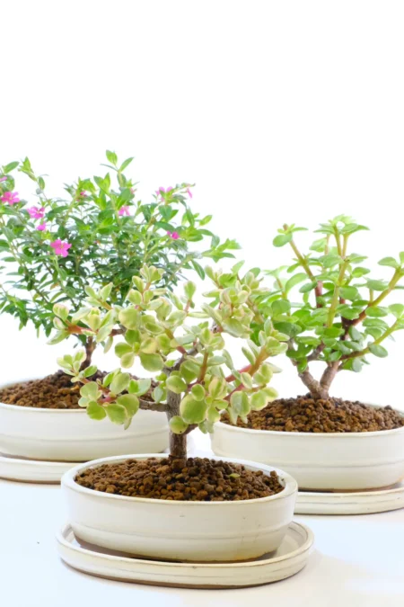 Beginner Bonsai Trio Pack – Money Plant/Jade, Variegated Money Plant/Jade & Cuphea