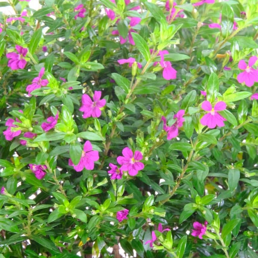 The flowers are stunning and prolific
