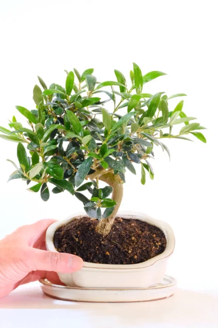 Flowering and fruiting variety of bonsai