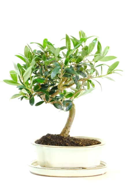 Gorgeous twisty Olive Bonsai tree