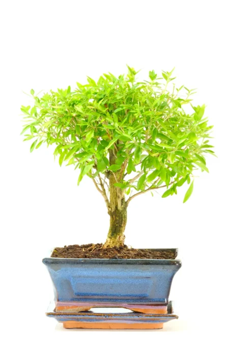 9-Year-Old Serissa foetida Bonsai Tree – Tree of a Thousand Stars