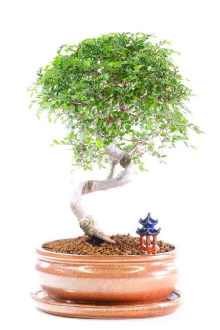 Easy Care Bonsai Plant | Artistic High Twisty Chinese Elm - Ready to Prune Hands On