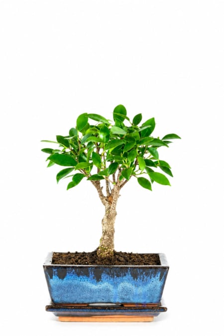 Very Easy Care Ficus Bonsai Tree | Broom Style Indoor Bonsai with Lush Green Foliage (Banyan Tree)
