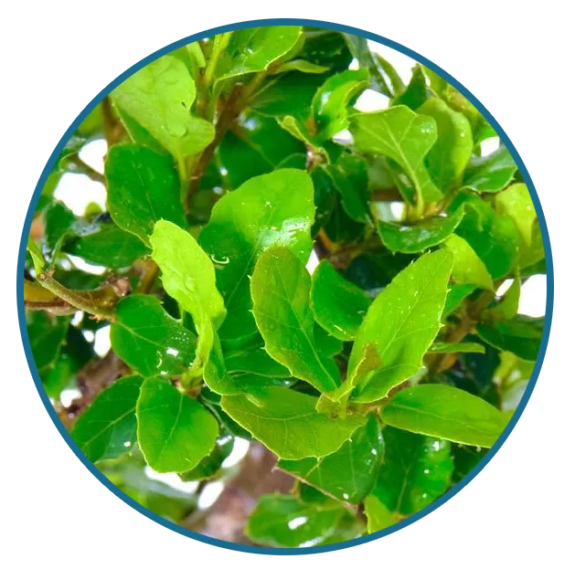 Leaves of Cork Bark Oak - Quercus suber