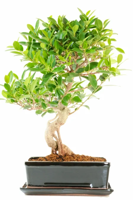 Ficus bonsai tree – Banyan Fig with Striking Aerial Roots and Flowing Form