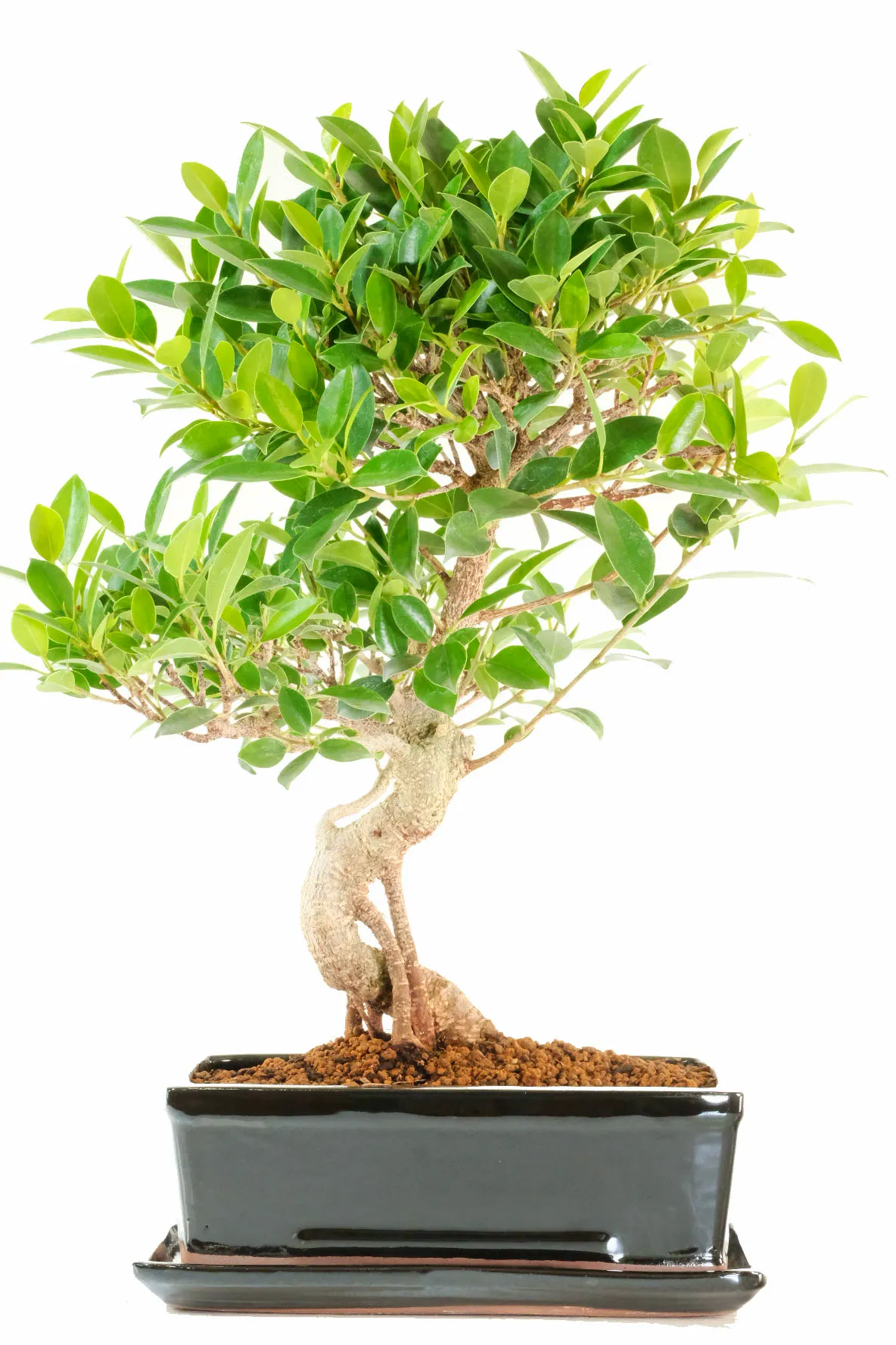 Ficus bonsai tree – Banyan Fig with Striking Aerial Roots and Flowing Form