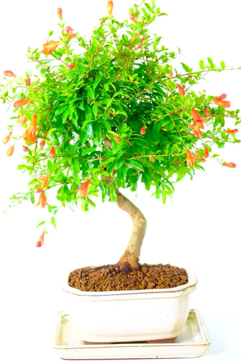 Pretty elegant pomegranate bonsai tree in flower. Grown by Bonsai Direct