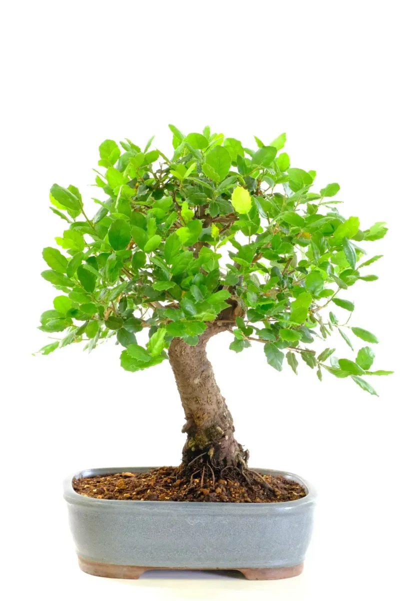 Cork Bark Oak Bonsai Tree grown by Lloyd Noall - Bonsai Expert at Bonsai Direct