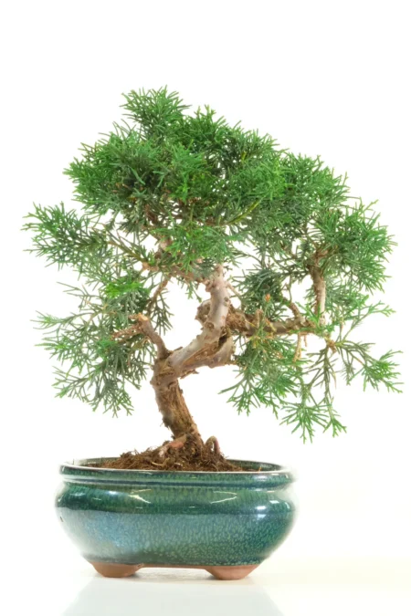 Chinese Juniper Bonsai Tree – Sensational Character in Evergreen Miniature