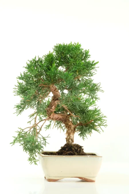 Shohin Chinese Juniper Bonsai | 10-Year-Old Twisting Dwarf Juniper
