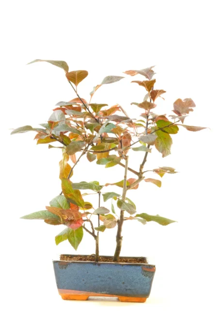 Twin Trunk Purple Cherry Blossom Bonsai Tree – 5 Years Old
