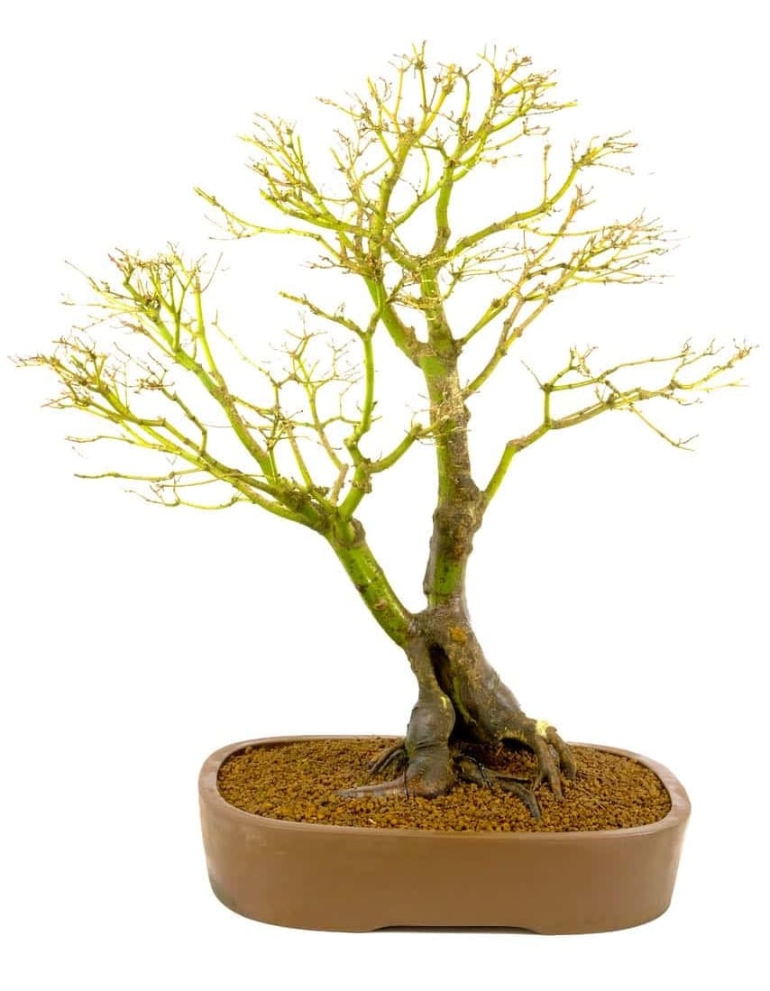 Deciduous state