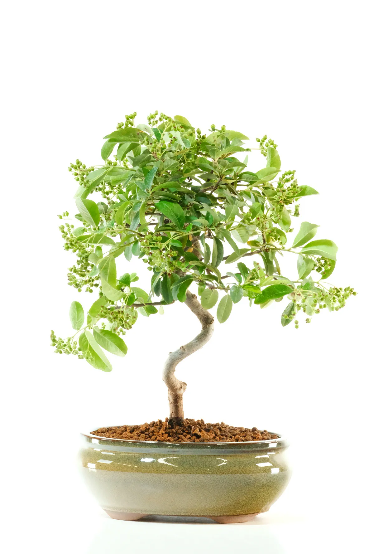 Fruiting and flowering pyracantha bonsai tre for sale