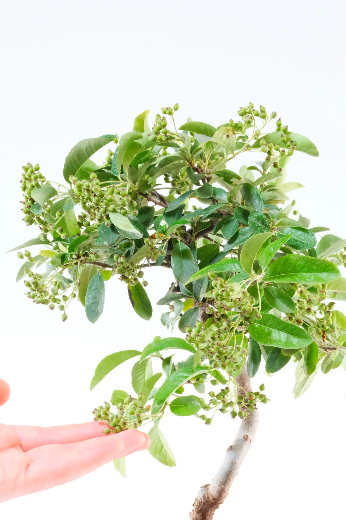 Covered in green berries which will ripen to orange