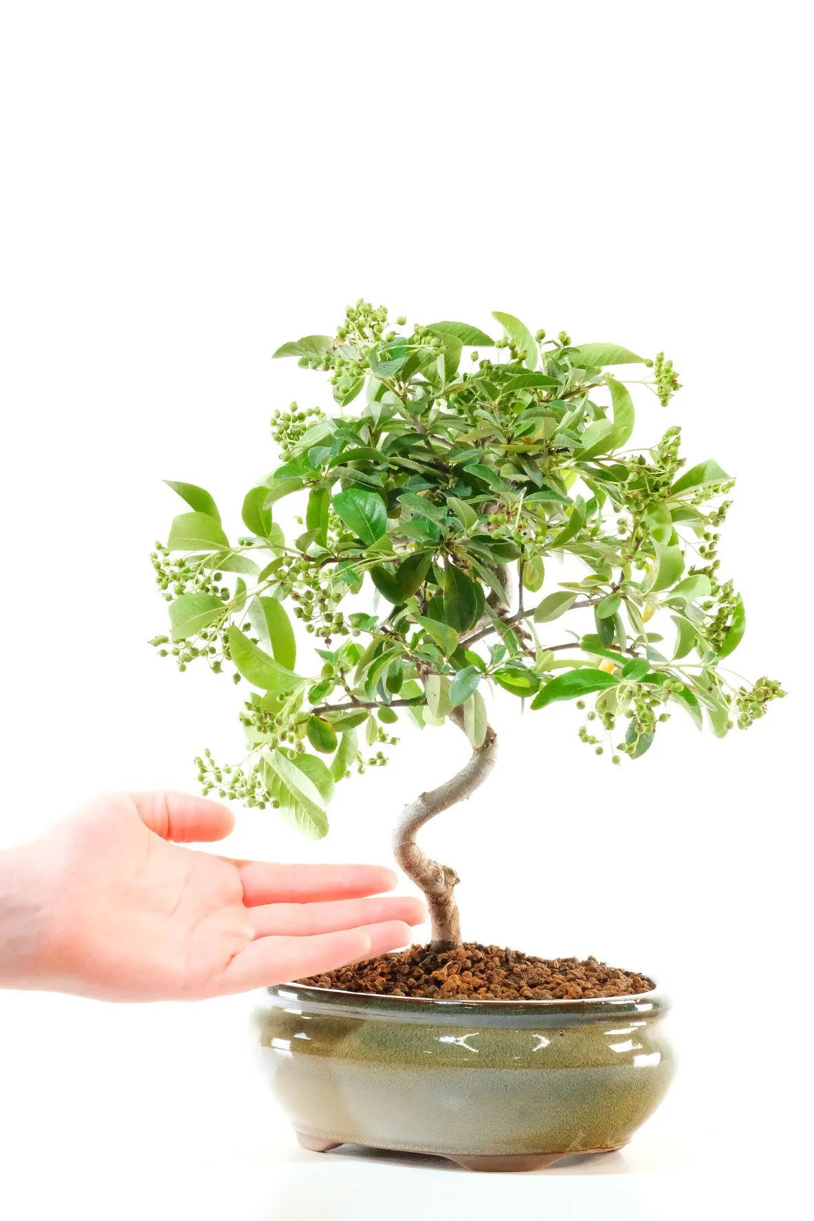 A slender, twisty-trunk evergreen with charming character and vibrant seasonal colour