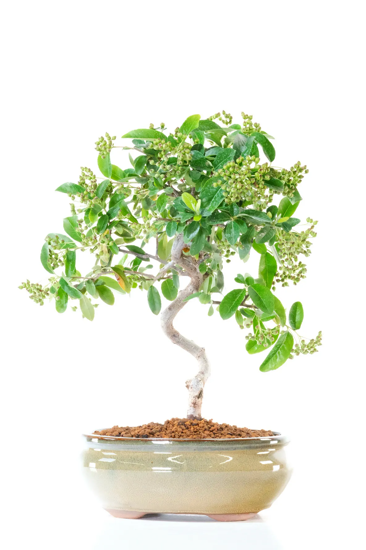 Extremely Hardy Outdoor Bonsai - Fruiting & Flowering Pyracantha Bonsai Tree
