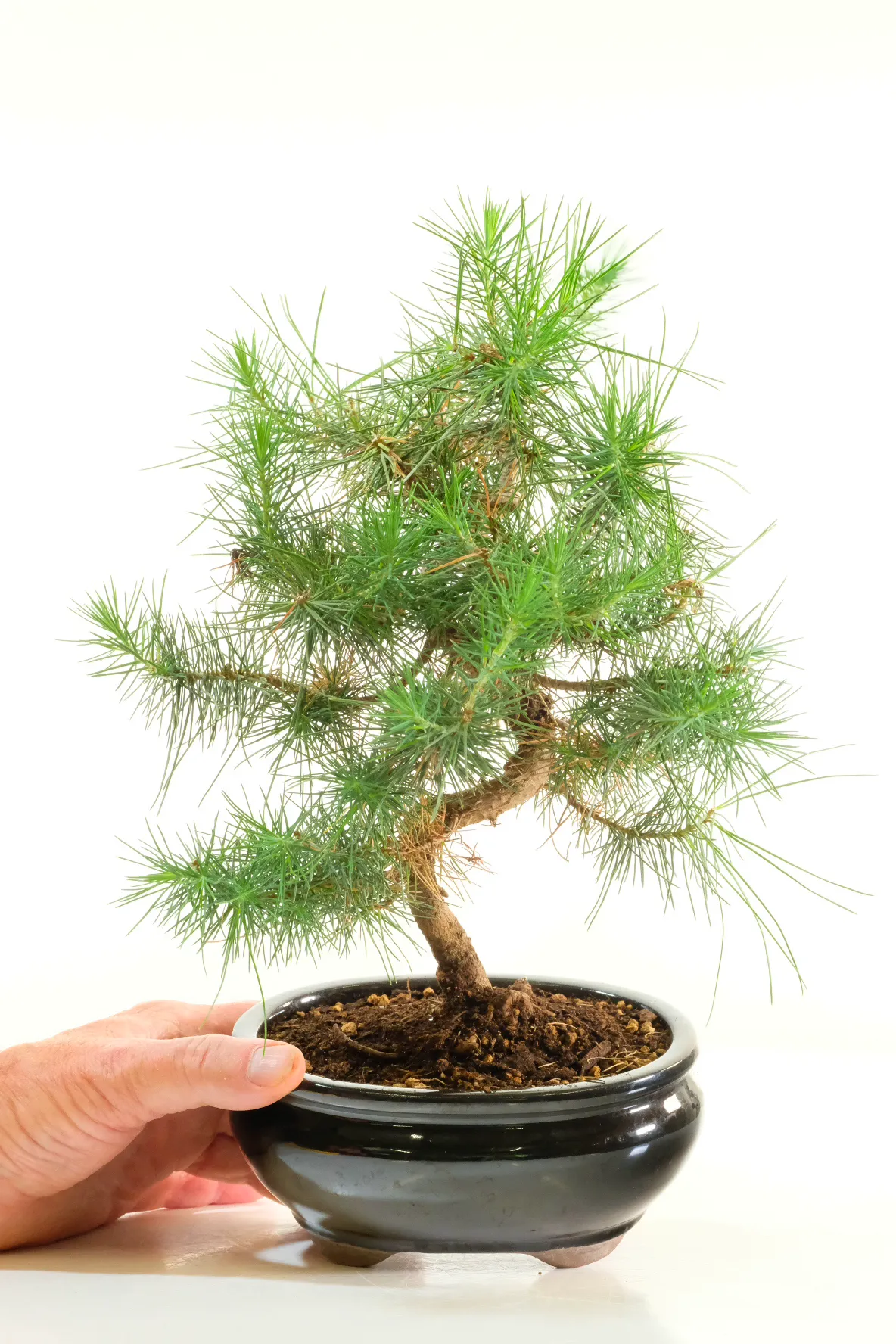 Majestic Mediterranean Aleppo Pine Bonsai