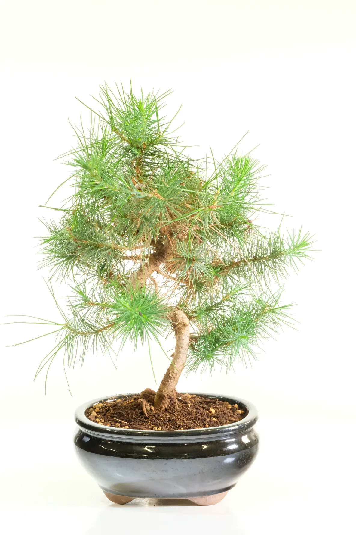 Superb Trunk Taper and Elegant Flow of this Aleppo Pine Bonsai
