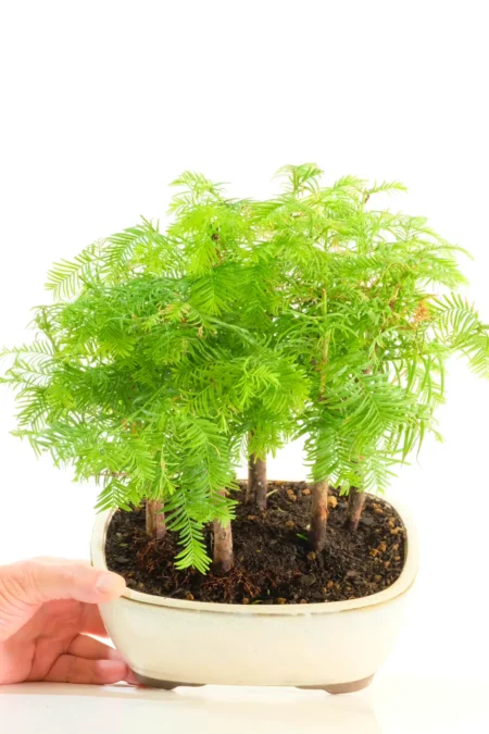 A Beautiful Dawn Redwood Forest in Miniature