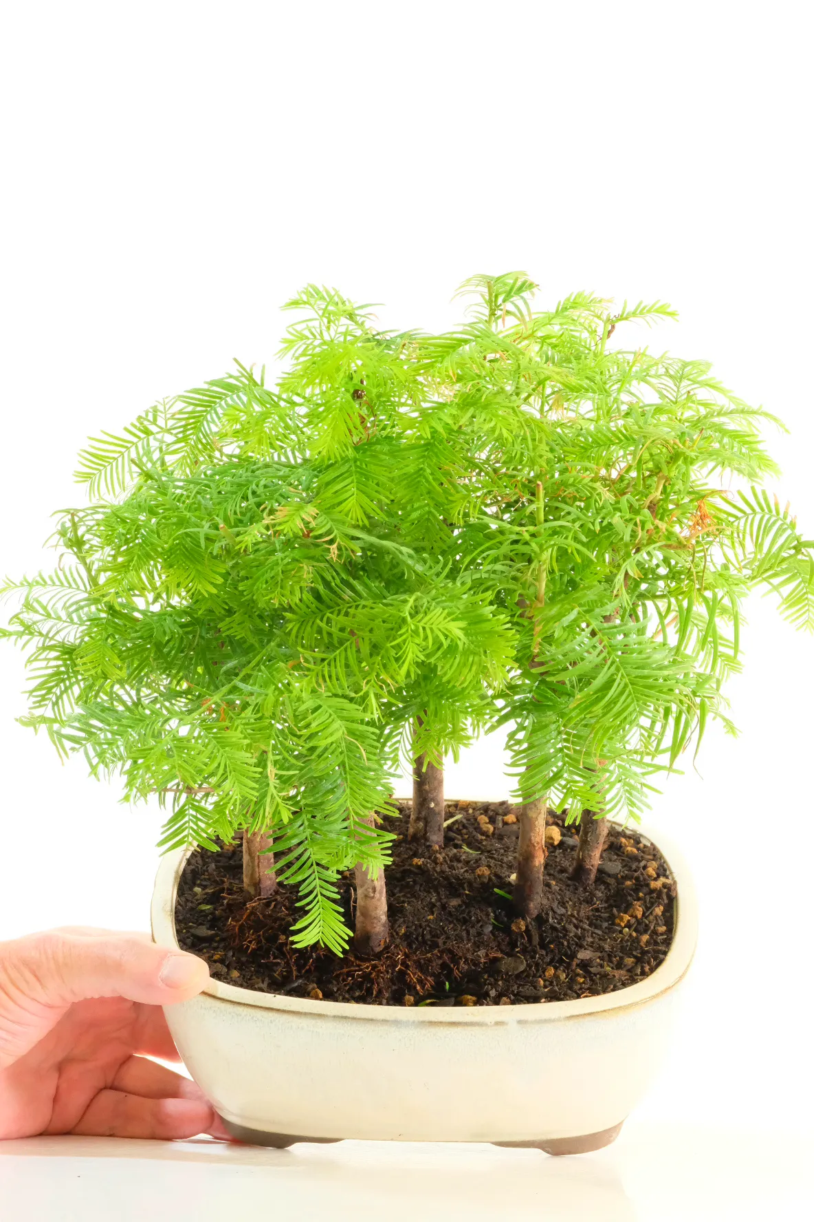A Beautiful Dawn Redwood Forest in Miniature